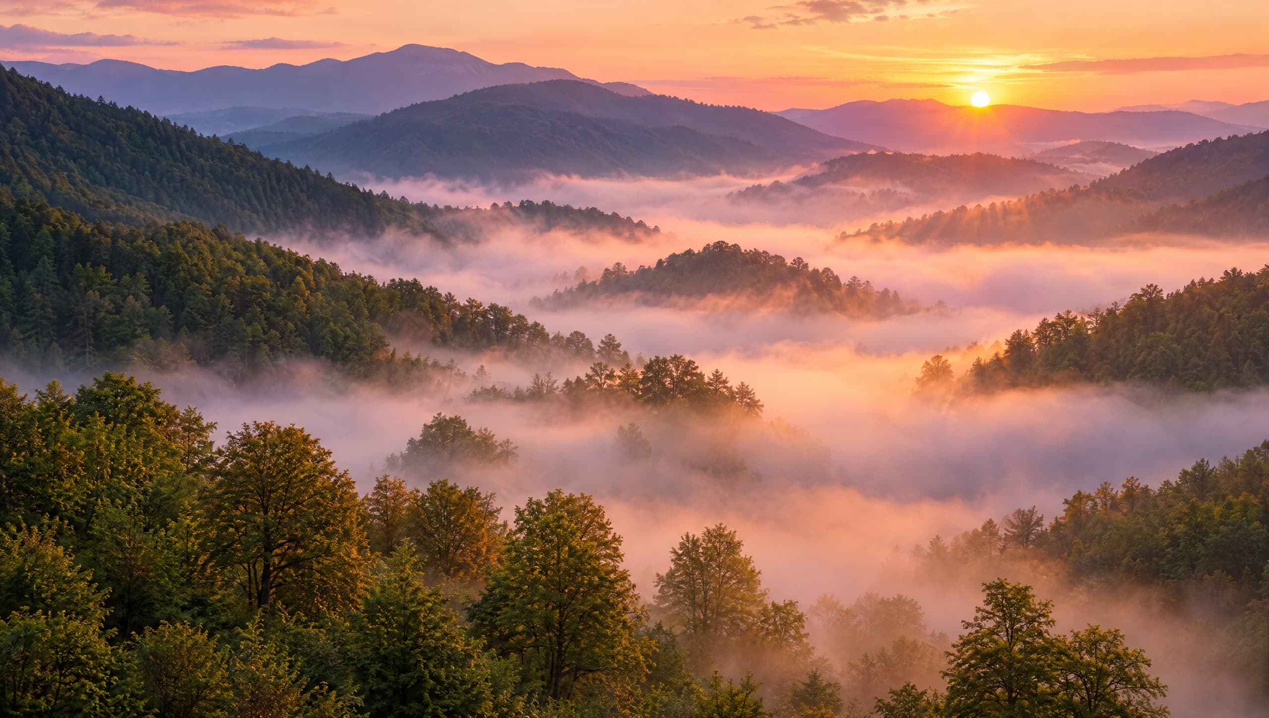 Morning mist filling a forested valley at sunrise.